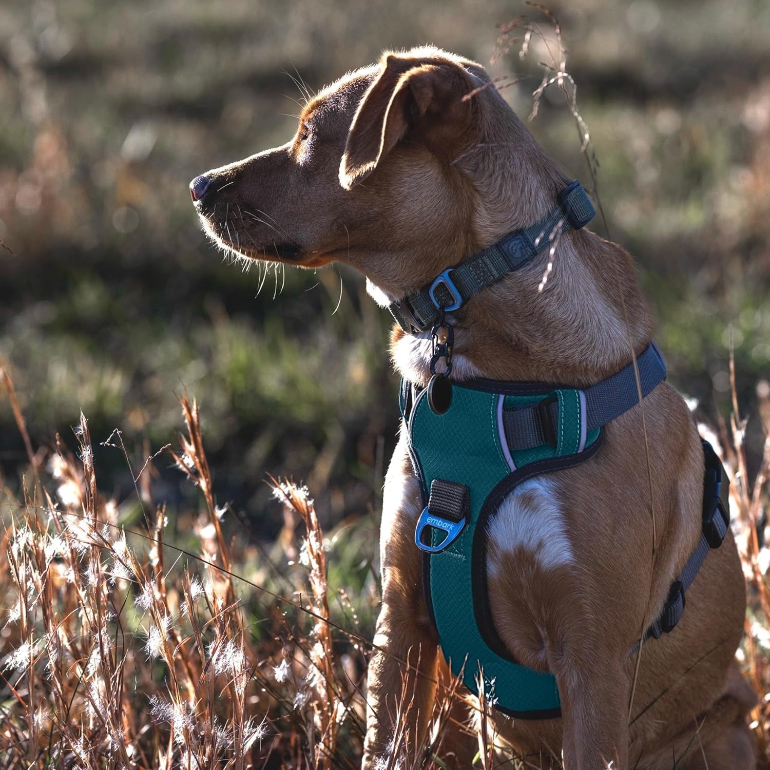 Embark Adventure XL Dog Harness - No-Pull Design, Reflective Trim, Military-Grade Nylon, Dual Leash Clips with Gel-Lined Handle, Soft and Padded Construction
